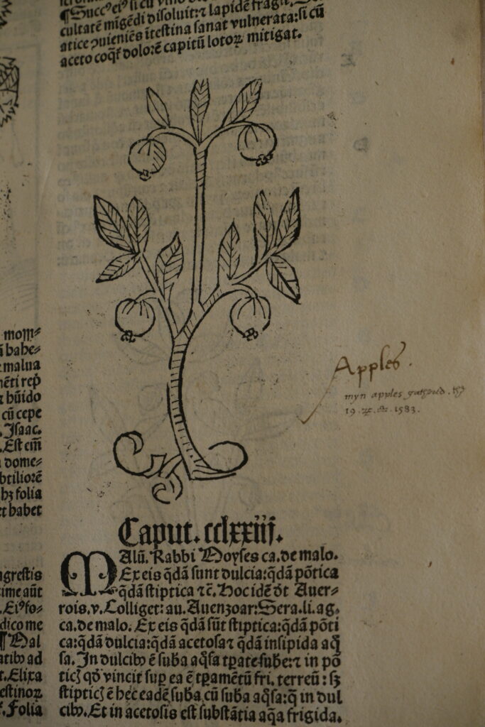 Woodcut print of an apple tree form Ortus Sanitatis, with the annotation 'Apples' next to it.